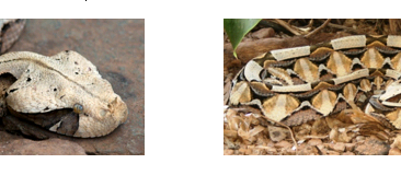 Gaboon Viper