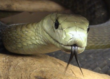 Black mamba – Dendroaspis polylepis