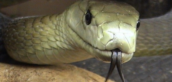 Black mamba – Dendroaspis polylepis