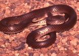 Olive Whip (grass) Snake