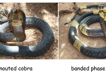 Egyptian or ‘snouted’ cobra (Naja annulifera)