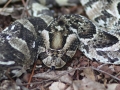 025.JPG snake 2